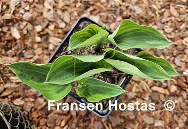 Hosta Pamela Lee