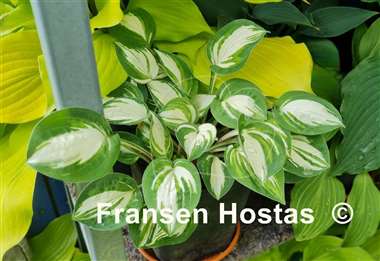 Hosta Pandora's Box