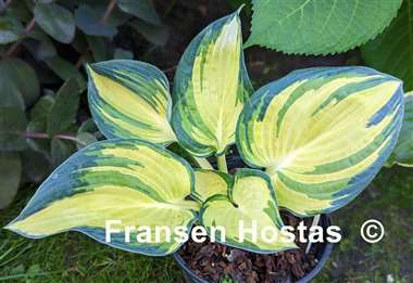 Hosta Papa