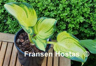Hosta Papa