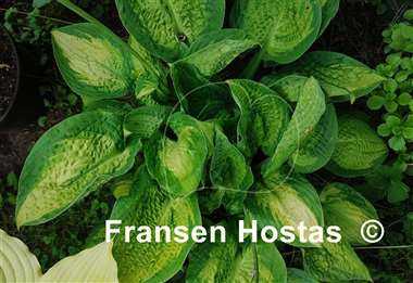 Hosta Paradigm