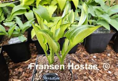 Hosta Paradise Beach