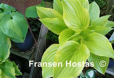 Hosta Paradise Beacon