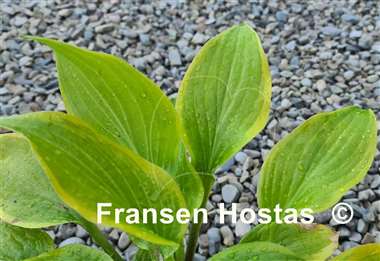 Hosta Paradise Beacon