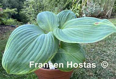 Hosta Paradise Big Wheel