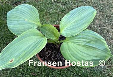 Hosta Paradise Big Wheel