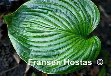 Hosta Paradise Big Wheel