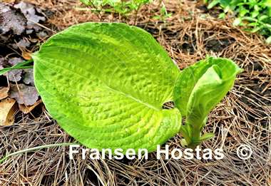 Hosta Paradise Big Wheel