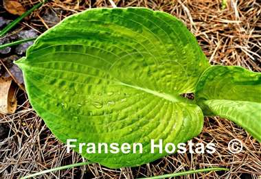 Hosta Paradise Big Wheel
