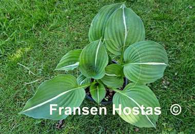 Hosta Paradise Bikini