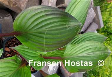 Hosta Paradise Blush