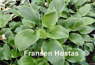 Hosta Paradise Crest