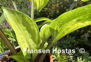 Hosta Paradise Geyser