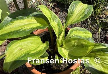 Hosta Paradise Geyser