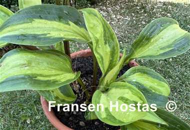 Hosta Paradise Geyser
