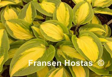 Hosta Paradise Geyser