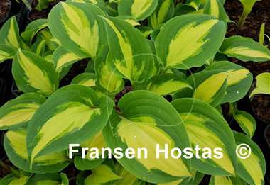 Hosta Paradise Geyser