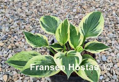 Hosta Paradise Glacier