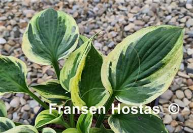 Hosta Paradise Glacier