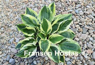 Hosta Paradise Glacier