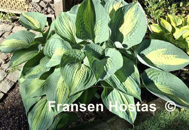 Hosta Paradise Glory