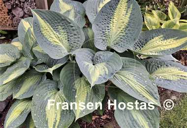 Hosta Paradise Glory