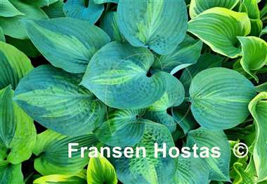 Hosta Paradise Glory