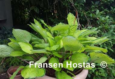 Hosta Paradise Island