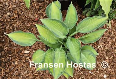 Hosta Paradise Joyce