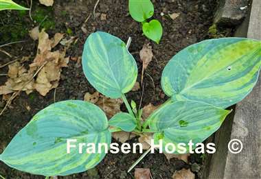 Hosta Paradise Lightning