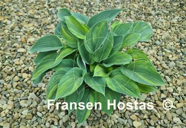Hosta Paradise Lightning