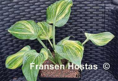 Hosta Paradise Lightning