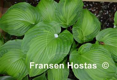 Hosta Paradise Maverick