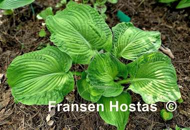 Hosta Paradise Maverick