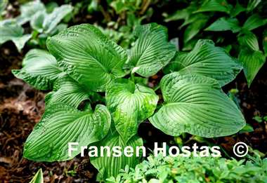 Hosta Paradise Maverick