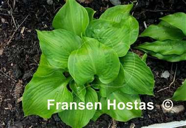 Hosta Paradise Maverick