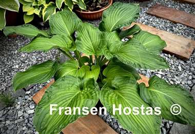 Hosta Paradise Maverick