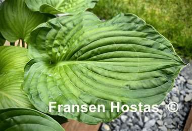 Hosta Paradise Maverick
