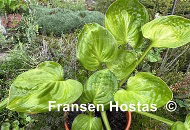 Hosta Paradise Nippers