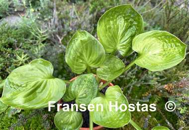Hosta Paradise Nippers