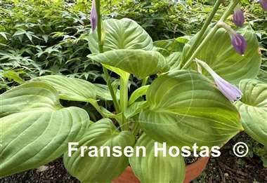 Hosta Paradise Nippers