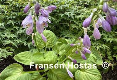 Hosta Paradise Nippers
