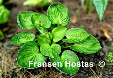 Hosta Paradise Nippers