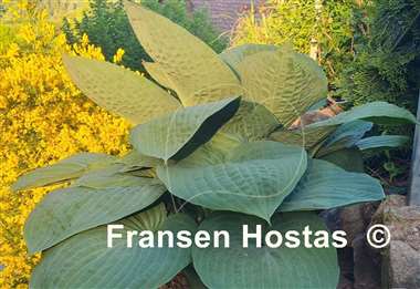 Hosta Paradise Ocean