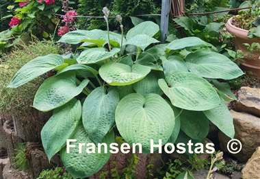 Hosta Paradise Ocean