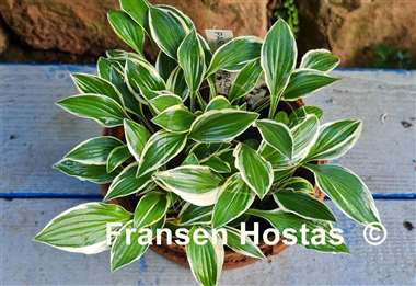 Hosta Paradise Parade