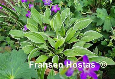 Hosta Paradise Parade