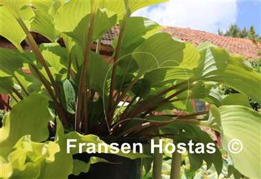 Hosta Paradise Red Delight