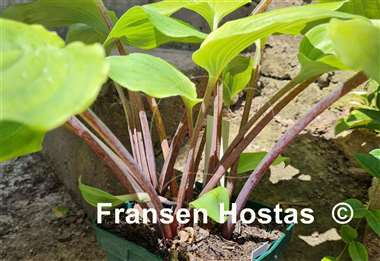 Hosta Paradise Red Delight