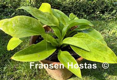 Hosta Paradise Road